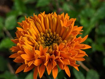 Close-up of orange flower