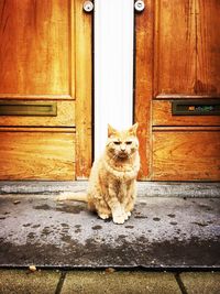 Portrait of cat sitting on door of house