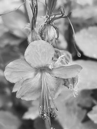 Close-up of wet flowering plant