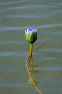 Close-up of lotus water lily in lake