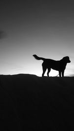 Silhouette of a dog on sand dunes