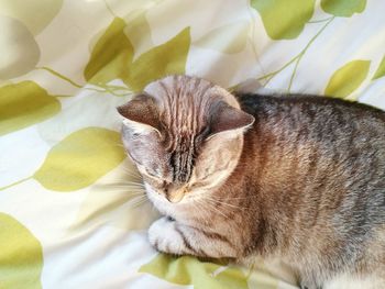 High angle view of cat resting on bed