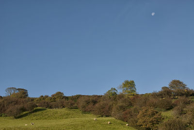 Trees on field against clear blue sky