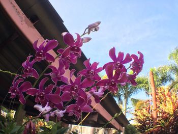 Low angle view of pink flowering plants against sky