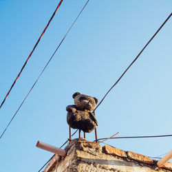 Low angle view of bird perching on cable against clear blue sky