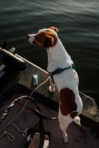 Dog in a boat