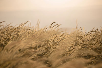 Close-up of plants in farm against sky