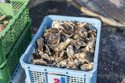 High angle view of seafood for sale at market