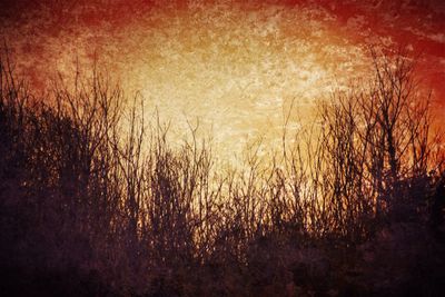 Plants growing on field at sunset