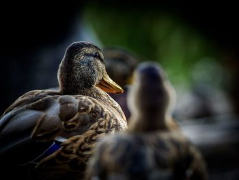 Rear view of birds against blurred background