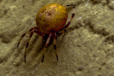 High angle view of crab