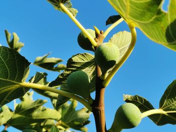 Low angle view of fruits on tree against sky