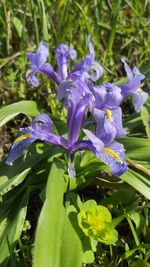 Close-up of purple flowering plant on field