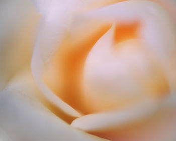 Full frame shot of white rose