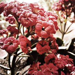 Close-up of pink flowers