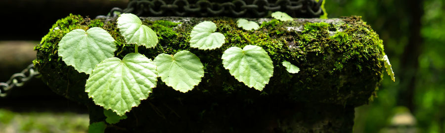 Close-up of green leaves on plant