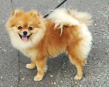 High angle portrait of dog standing outdoors