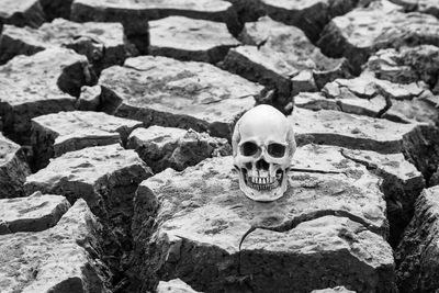 High angle view of skull on rocks