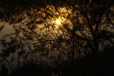 Low angle view of silhouette trees against sky during sunset