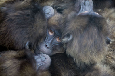 Close-up of a monkey