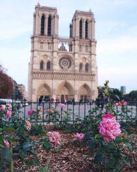 Low angle view of pink flowers in park