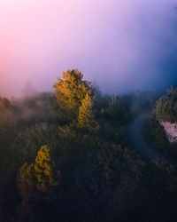 Trees and plants against sky during sunset