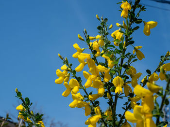 Low angle view of yellow flowering plant against blue sky