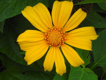 Close-up of yellow flower