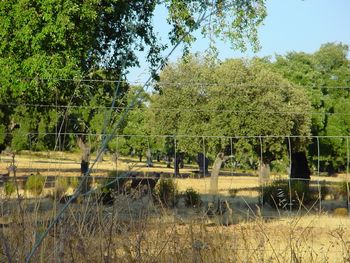 Trees on field against clear sky