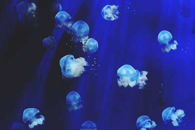 Close-up of jellyfish swimming in water