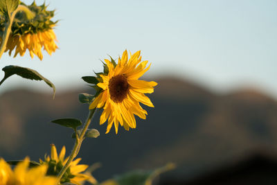 Close-up of yellow flower