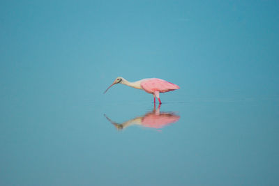 Bird on a lake