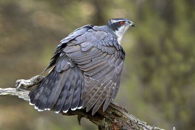 Close-up of bird perching on branch