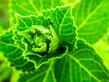 Close-up of green leaves