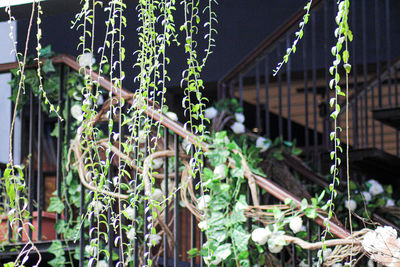 Close-up of plants growing in yard