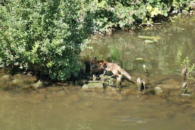 Horses in a lake