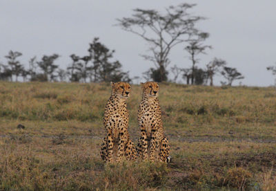 Cheetahs by a tree in a field