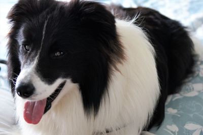 Close-up of dog looking away