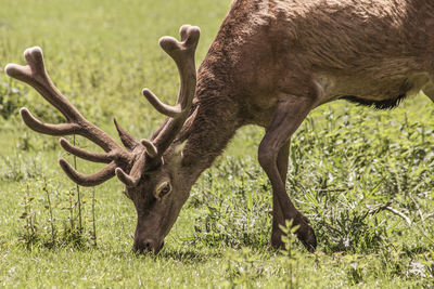 Deer grazing in a field