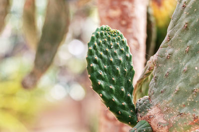 Close-up of succulent plant