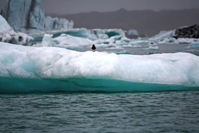 A small bird on an iceberg of the jokulsarlon lagoon, in the vatnajokull national park, iceland