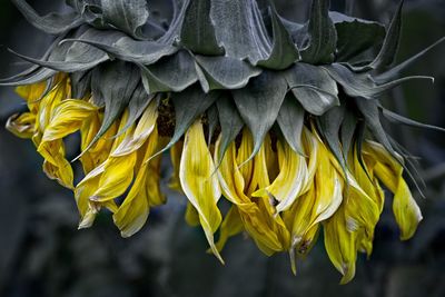 Close-up of wilted sunflower on plant