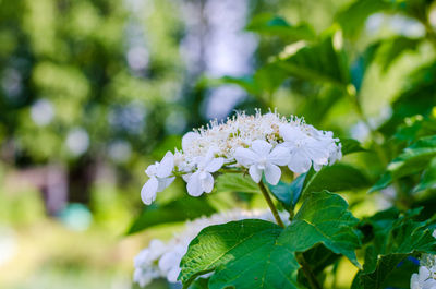 Close-up of white flowers blooming outdoors