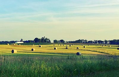 Scenic view of grassy field against sky