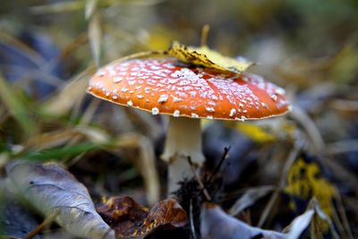 Close-up of fly agaric mushroom on field