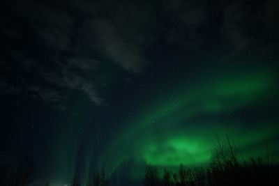 Low angle view of trees against sky at night