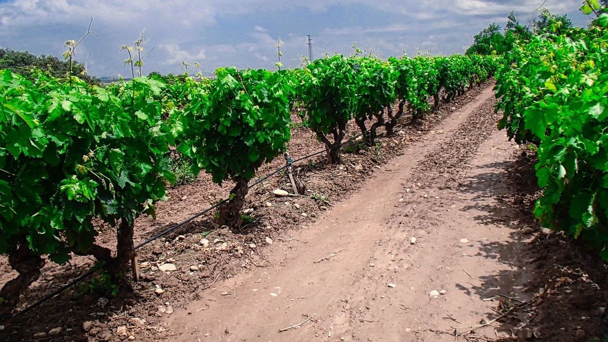 VINEYARD AGAINST SKY