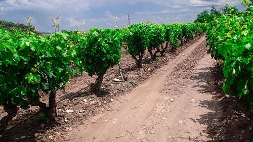 View of vineyard against sky