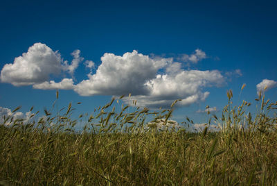 Low angle view of corn field against blue sky