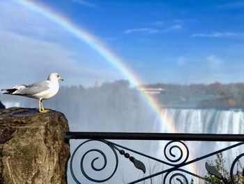 Seagull perching on a bird against a rainbow and falls